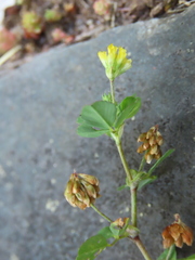 Trifolium dubium