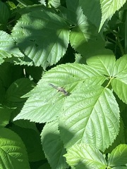 Leucorrhinia frigida