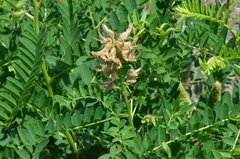 Sophora alopecuroides