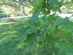 Quercus