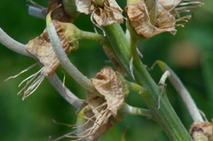 Sophora alopecuroides