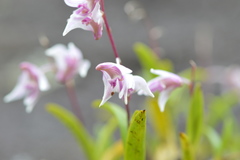 Dendrobium eriiflorum