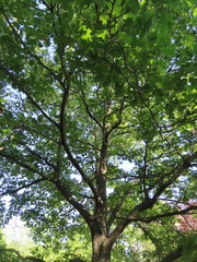 Quercus