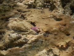 Haliclona implexiformis