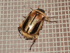 Paranomala inconstans