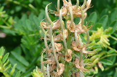 Sophora alopecuroides