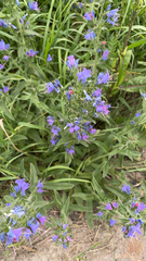 Echium vulgare