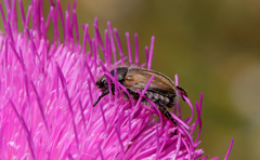 Blitopertha lineolata