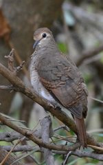 Tambourine Dove photo 2