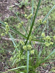 Cyperus echinatus