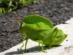 Teratodes monticollis