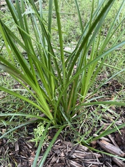 Cyperus echinatus