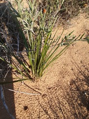 Trachyandra revoluta