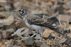 Pinarocorys nigricans