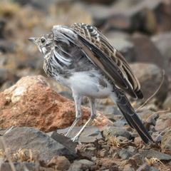 Pinarocorys nigricans