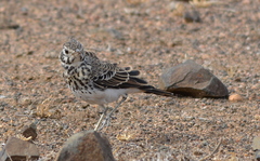 Pinarocorys nigricans
