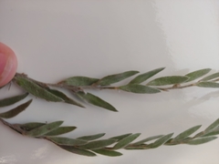 Evolvulus nuttallianus