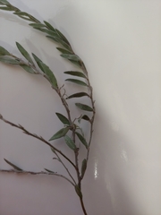 Evolvulus nuttallianus