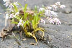 Dendrobium eriiflorum