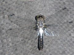 Leucorrhinia frigida