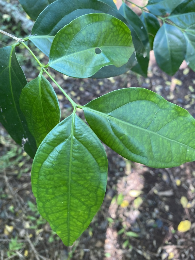 Pit-Leaved Strychnos