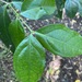 Pit-Leaved Strychnos - Photo (c) Linda Loffler, some rights reserved (CC BY-NC), uploaded by Linda Loffler