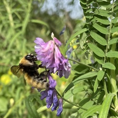 Bombus distinguendus