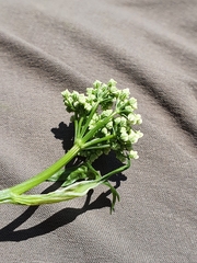 Pimpinella major