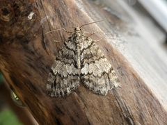 Hydriomena impluviata