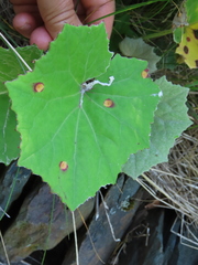 Acericecis ocellaris