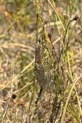 Palpares speciosus