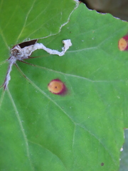 Acericecis ocellaris