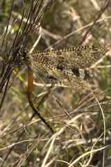 Palpares speciosus