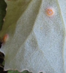 Acericecis ocellaris