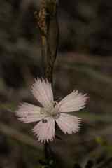 Dianthus thunbergii
