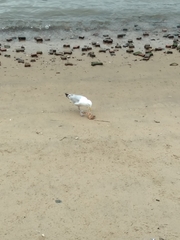 Larus argentatus