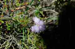 Dianthus thunbergii