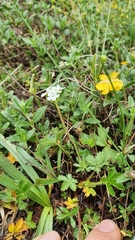 Androsace chamaejasme