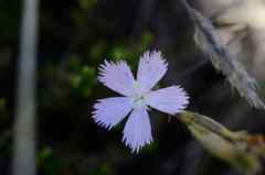 Dianthus thunbergii
