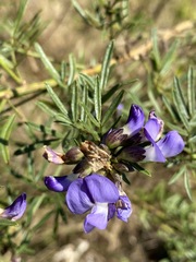 Psoralea platyphylla