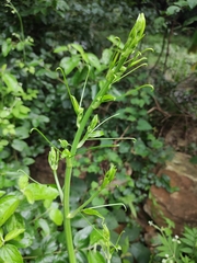 Smilax riparia