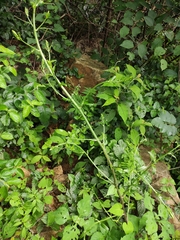 Smilax riparia