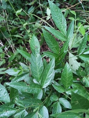 Ohwia caudata
