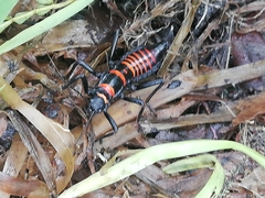Monticomorpha flavolimbata