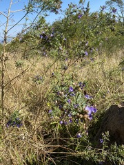 Psoralea platyphylla
