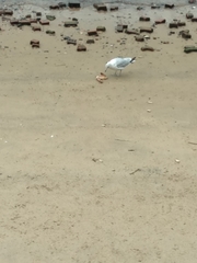 Larus delawarensis