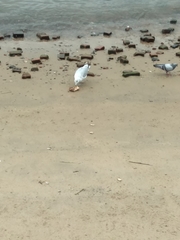 Larus delawarensis