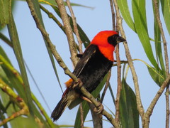 Euplectes hordeaceus