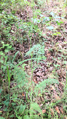 Filipendula vulgaris