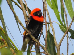 Euplectes hordeaceus